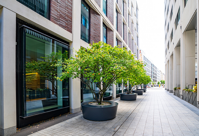 Trees enhancing urban area