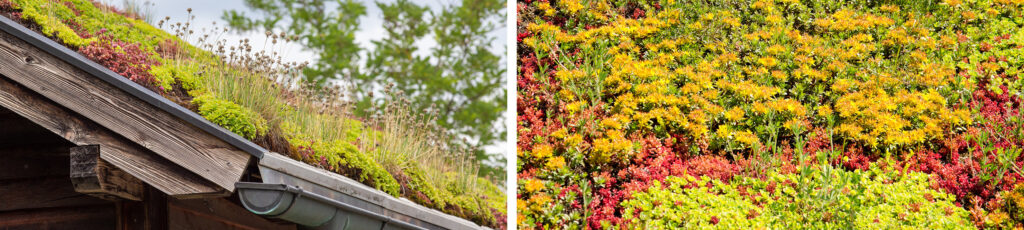 Colourful sedum green green roofs