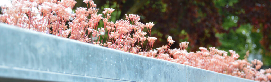 Sedum Green roof